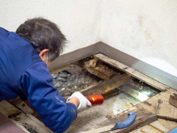 Best Mold Testing  in Georgetown, CA