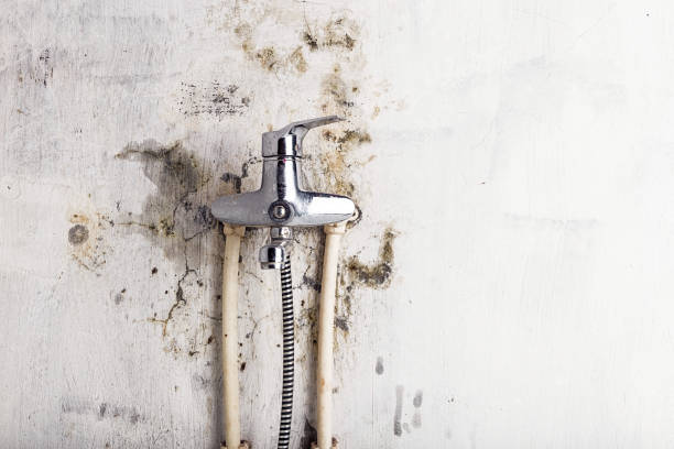 Best Same-Day Mold Removal  in Georgetown, CA