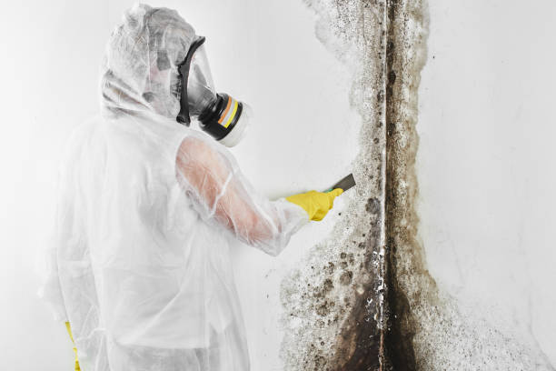 Mold Removal and Inspection in Georgetown, CA