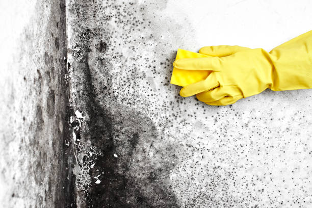 Best Water Damage Restoration  in Georgetown, CA