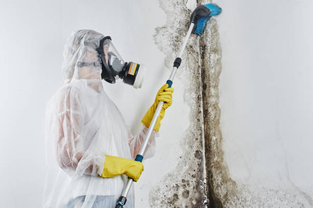 Best Affordable Mold Removal  in Georgetown, CA