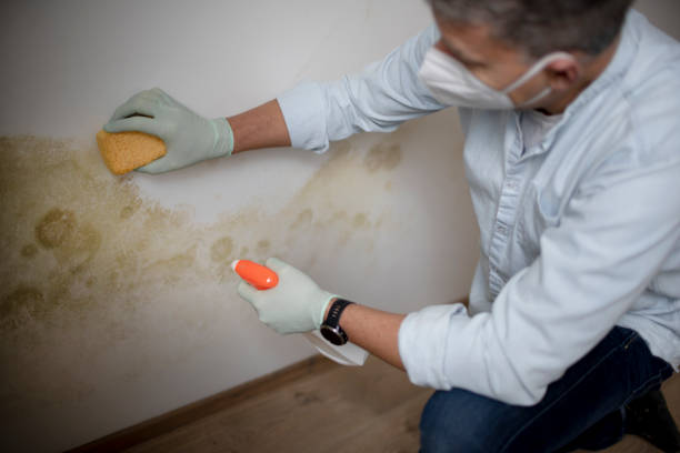 Best Fast Mold Removal  in Georgetown, CA