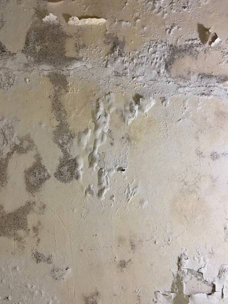 Best Home Mold Removal  in Georgetown, CA