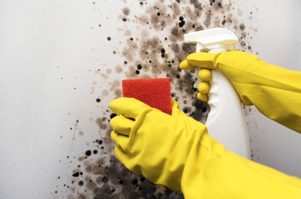  Georgetown, CA Mold Removal Pros