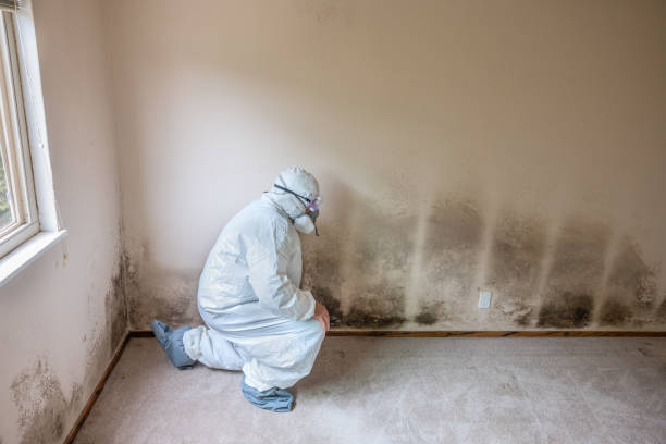 Best Mold Remediation  in Georgetown, CA