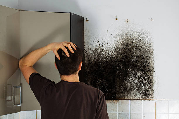 Best Best Mold Removal Companies  in Georgetown, CA