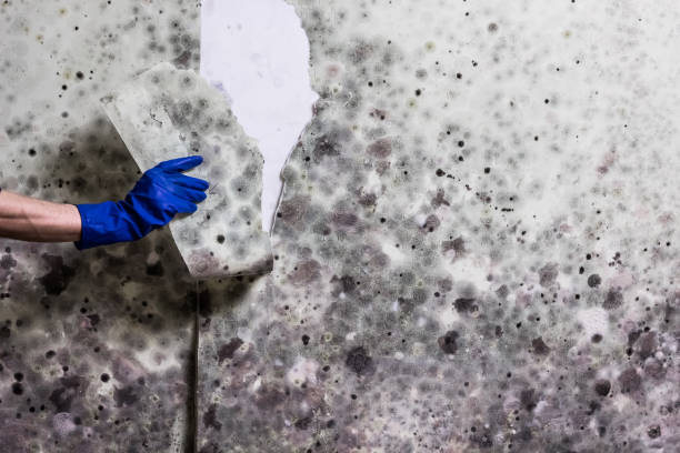 Best Emergency Mold Removal  in Georgetown, CA