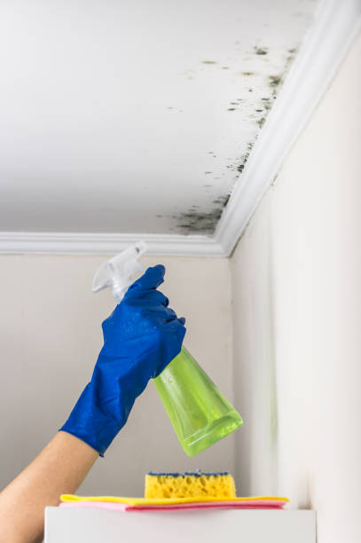 Best Black Mold Removal  in Georgetown, CA