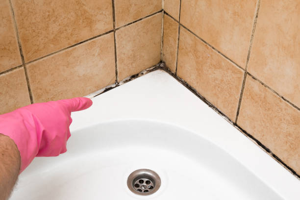 Best Local Mold Removal Service  in Georgetown, CA