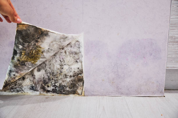 Best Toxic Mold Removal  in Georgetown, CA